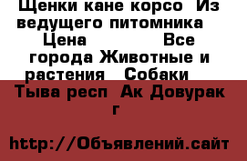Щенки кане корсо! Из ведущего питомника! › Цена ­ 60 000 - Все города Животные и растения » Собаки   . Тыва респ.,Ак-Довурак г.